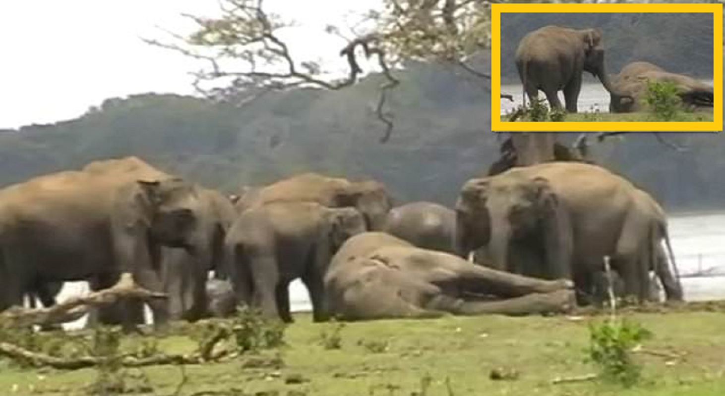 Heartbreaking Moment a Herd of Elephants Gathered Around the Body of their Deceased Leader