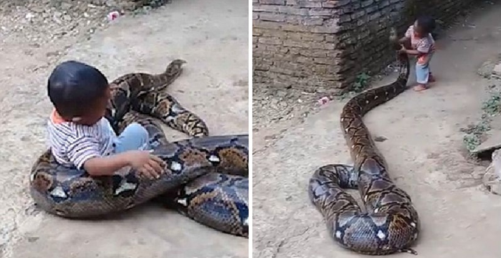Viral Video Shows A Toddler Playing with a Giant Python Like Its a “Soft-Toy”