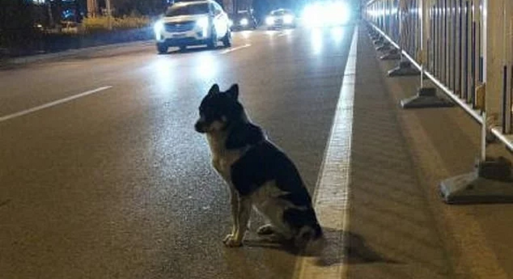 This Dog Has Been Waiting For Its Owner For 80 Days, At The Same Spot Where He Died In An Accident