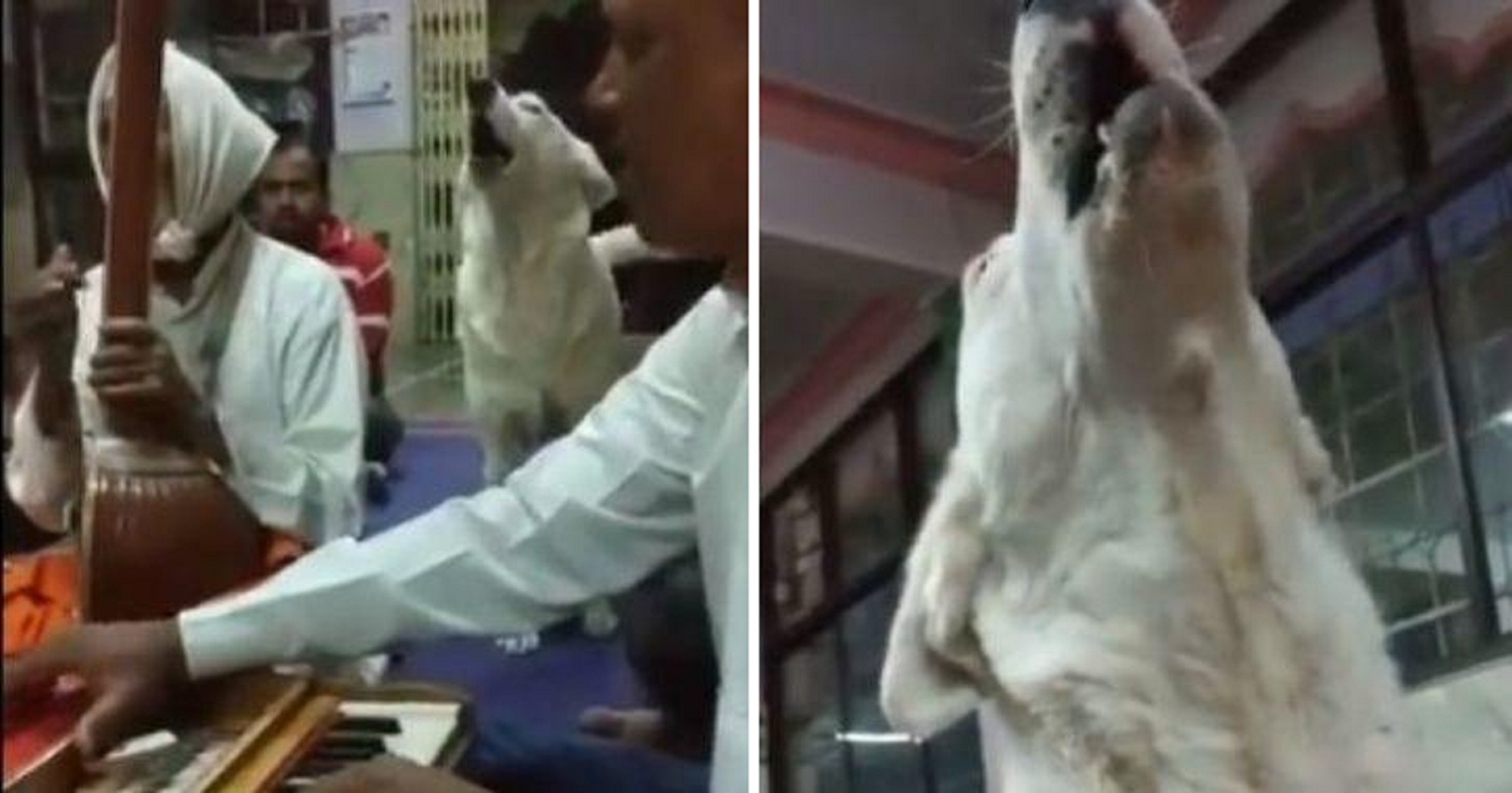 Watch: Stray Dog ‘Sings’ Bhajans Along With Devotees, At This Pune Temple!