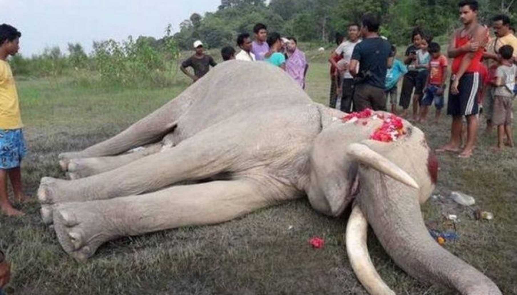 In A Heart-Touching Moment, People In Assam Conduct Last-Rites Of Deceased Elephant