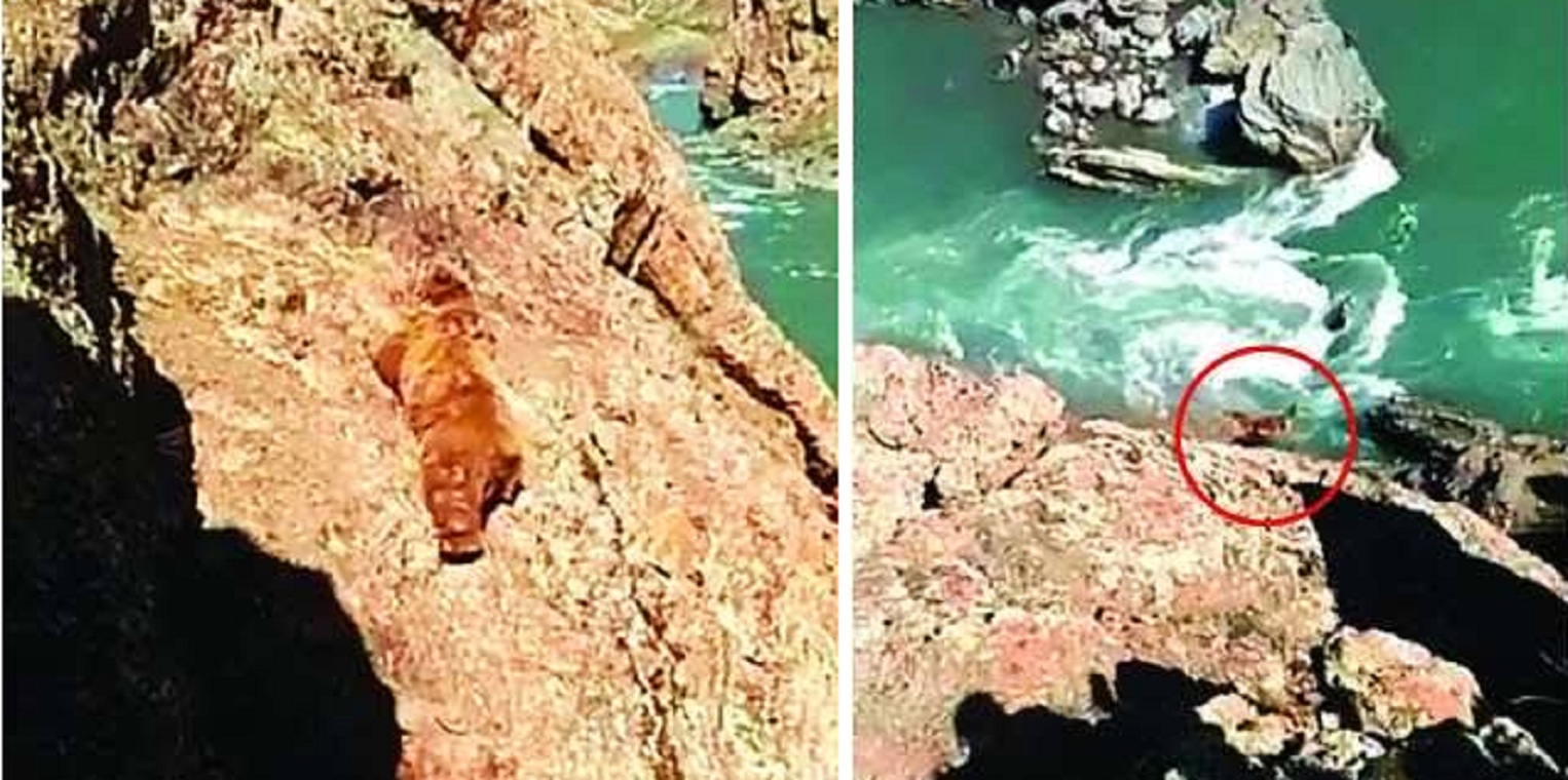 Heartbreaking Footage: Bear Falls Into River After People Throw Stones At It