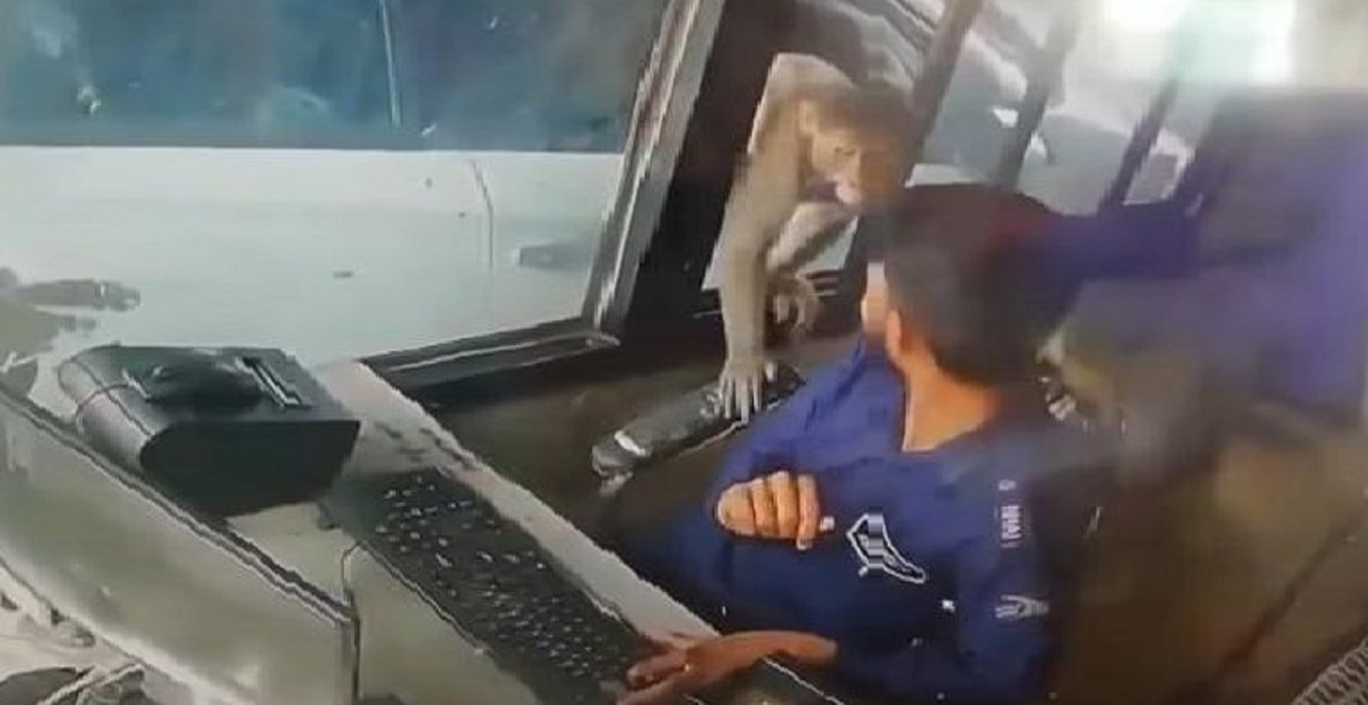 Watch: Monkey Steals Rs 5000 From Toll Plaza In Kanpur & Runs Away