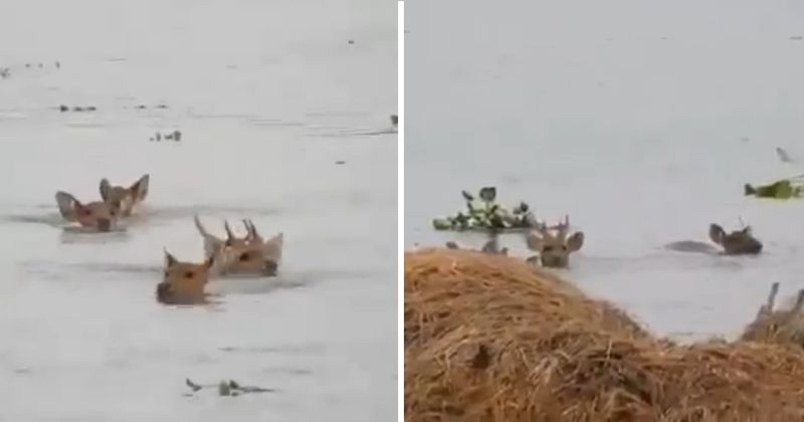 Assam Floods: Video Of Drowning Deer in Kaziranga, Sums Up The Severity Of The Tragedy