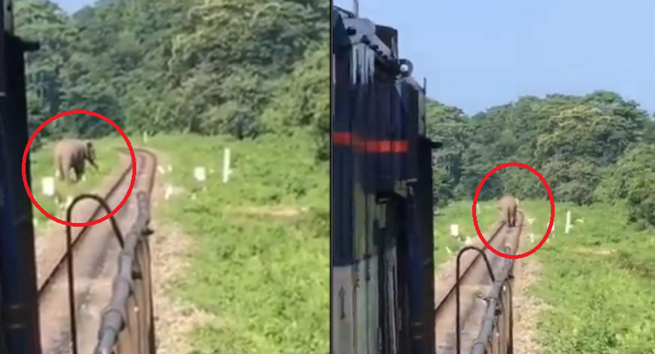 Driver Saves Elephant's Life By Stopping Train Minutes Before Hitting The  Animal