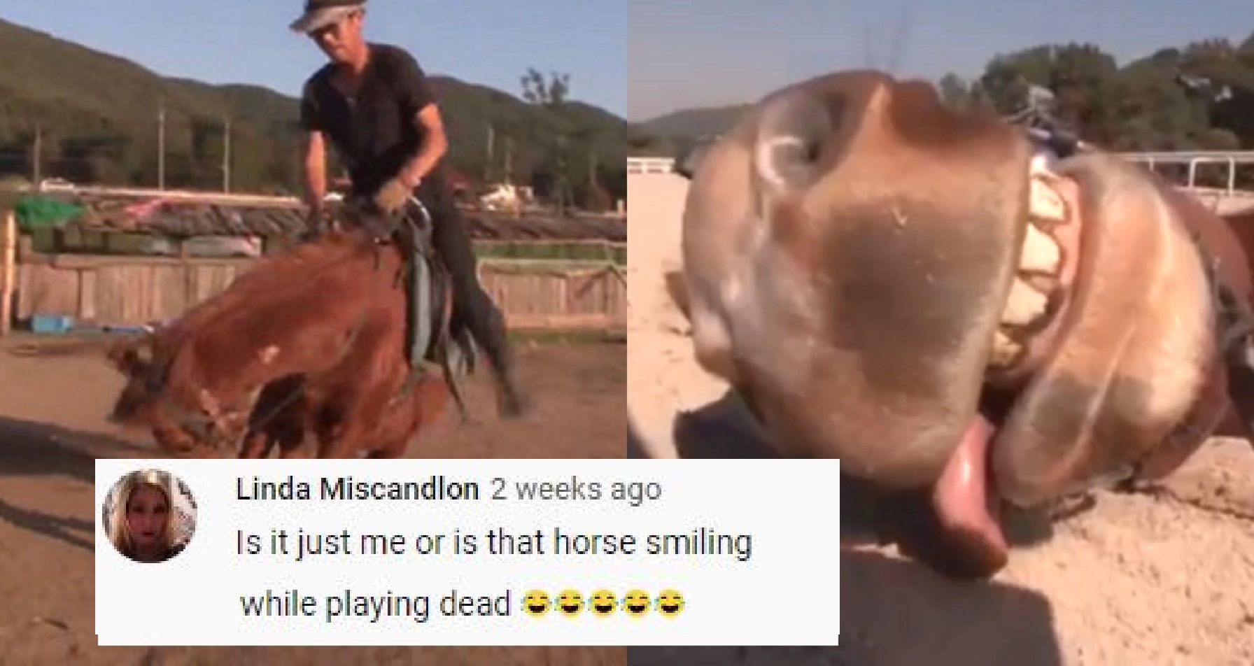 Height of Overacting: Horse Acts Dead, To Keep People From Riding Him