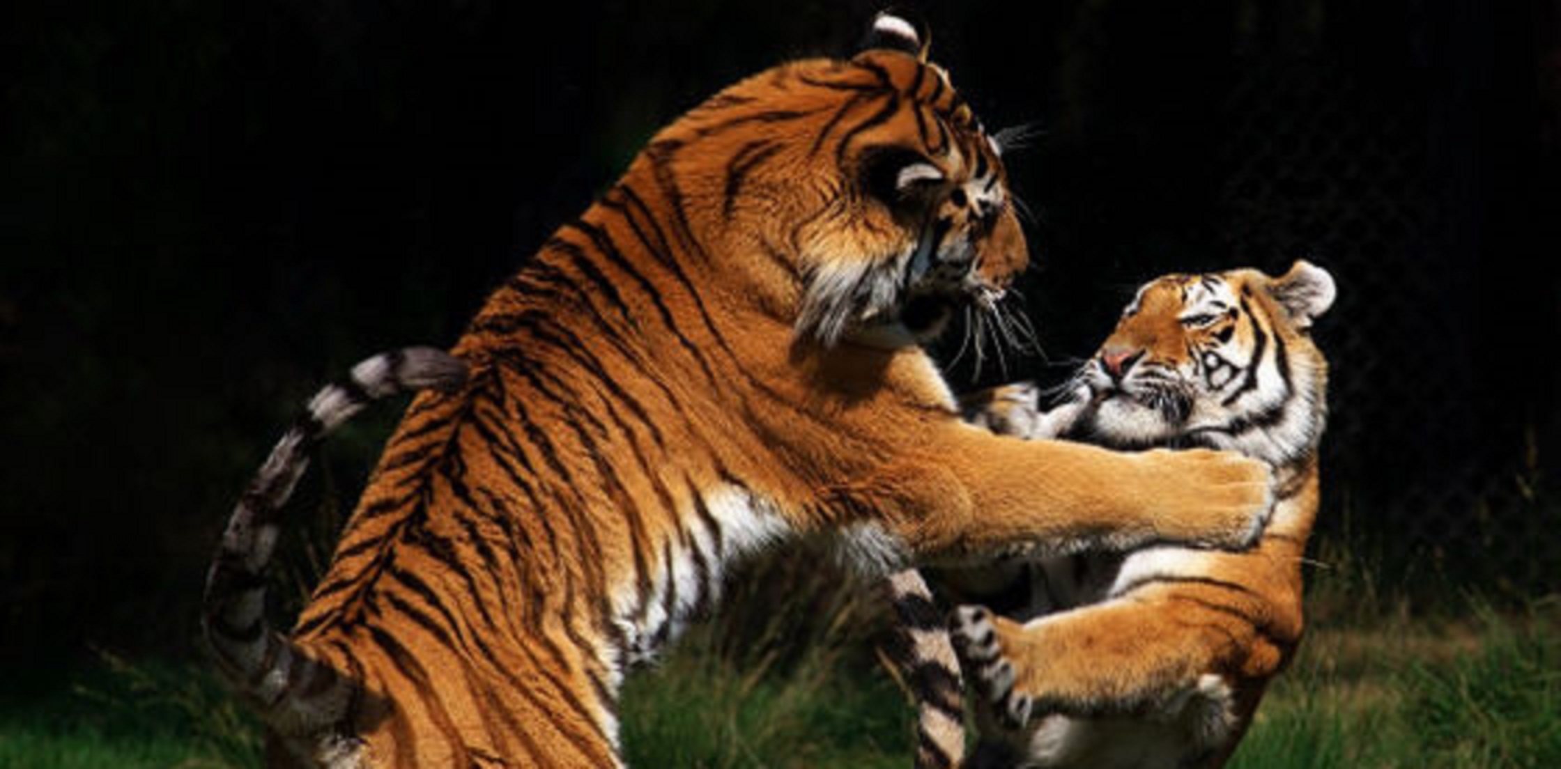 Ranthambore: Tigers Fiercely Fight Over Tigress in Viral Video!