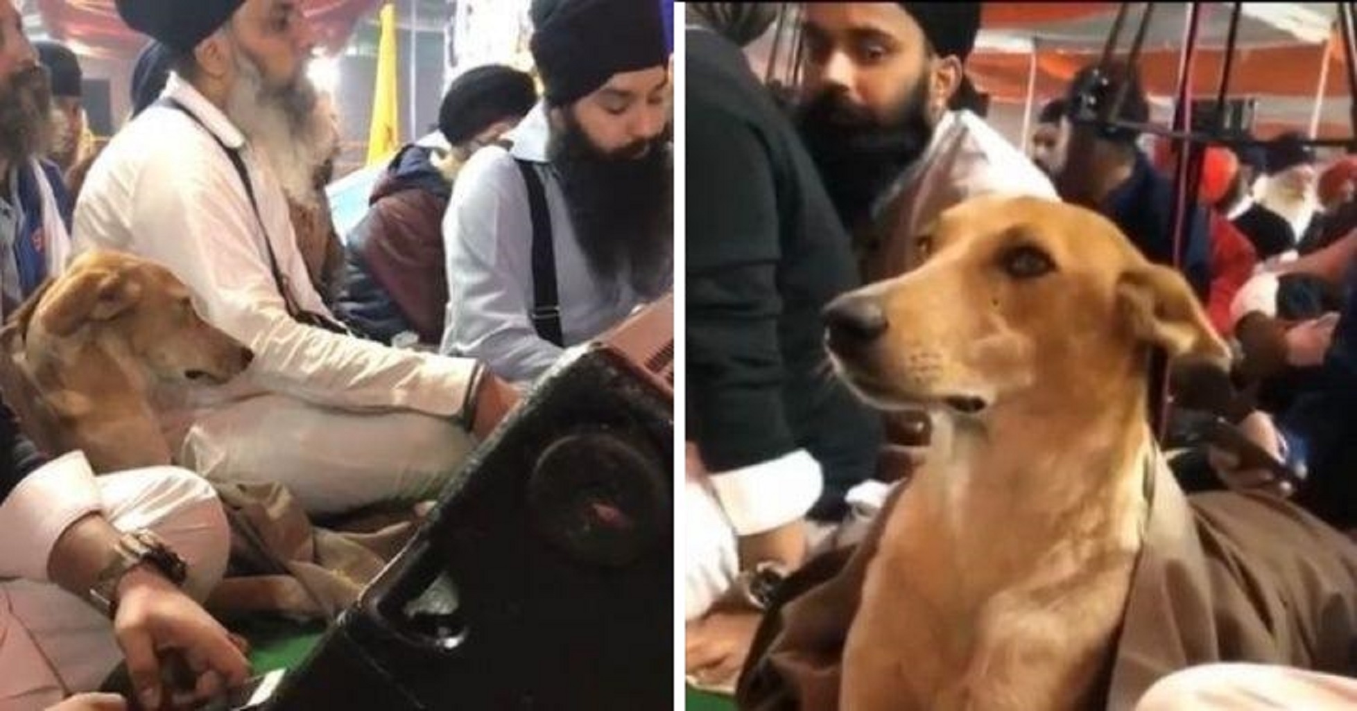 Viral: Dog Peacefully Listens To Kirtan In Gurudwara On Guru Nanak Dev’s 550th Birthday