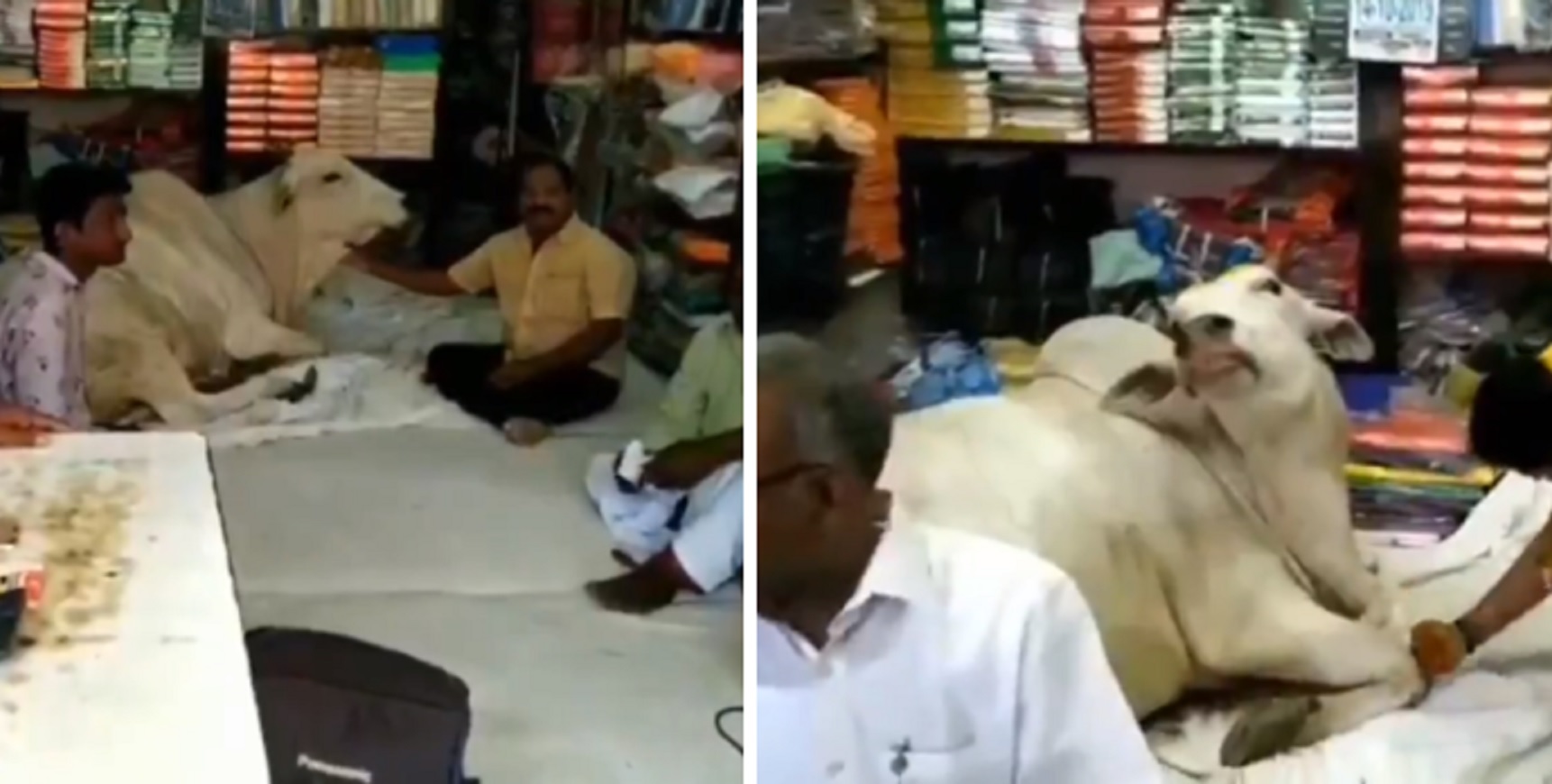 How Cute! This Cow Visits Same Store in Andhra Pradesh Just to Chill Under the Fan!
