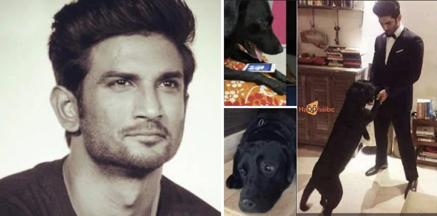 Sushant Singh Rajput’s Dog Heartbroken Since His Demise, Videos & Pictures Shared on Internet