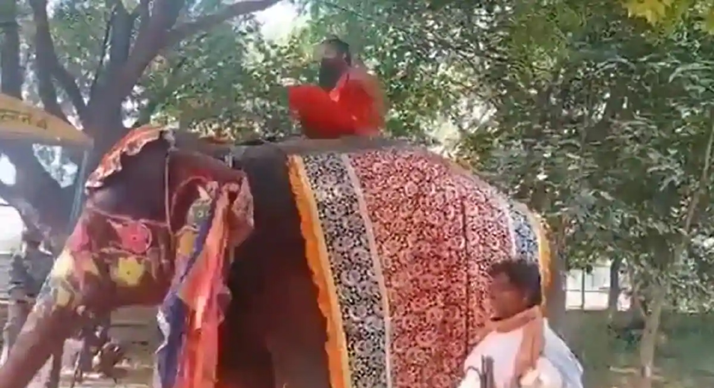 Baba Ramdev Falls Down From Elephant While Performing Yoga
