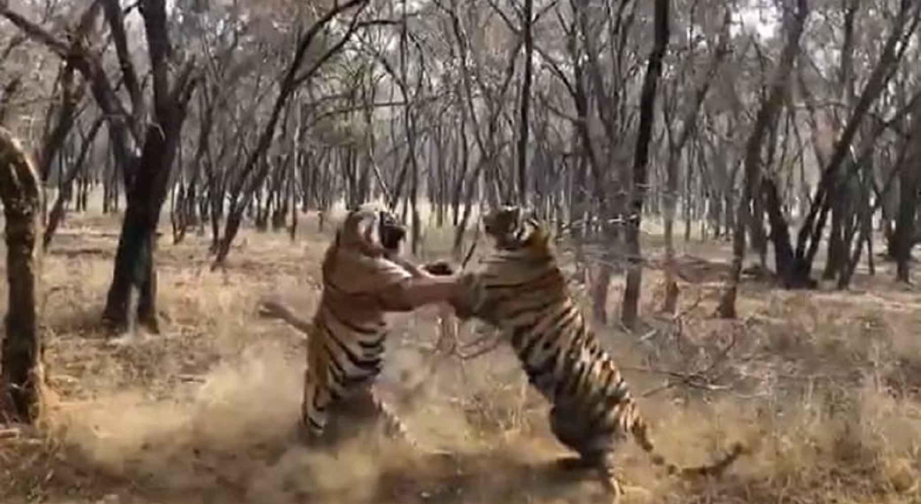 Viral: Rare Video Shows Fierce Fight Between Two Giant Tigers