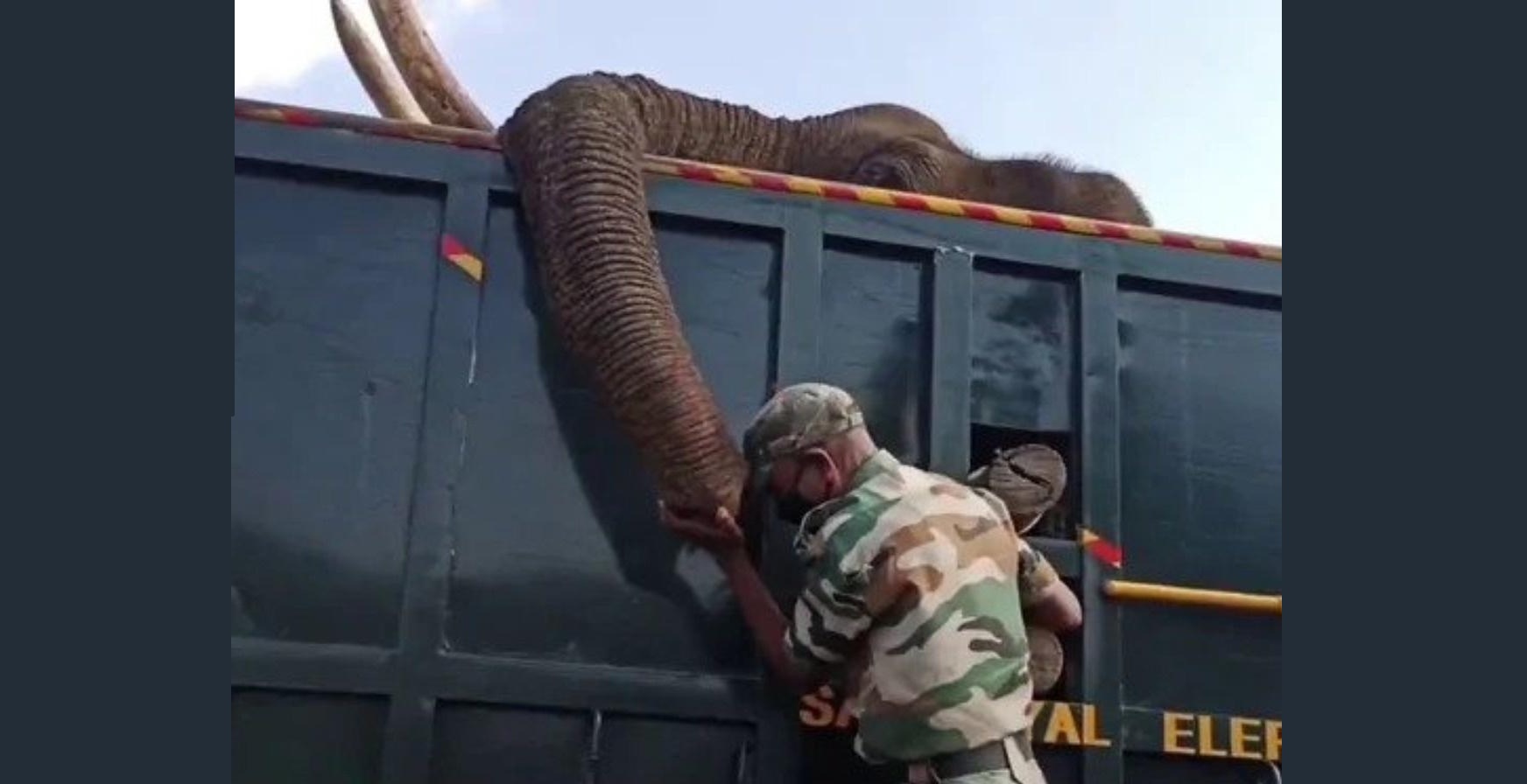 Tamil Nadu Ranger Cries Inconsolably While Bidding Goodbye to Elephant Who Died Of His Injuries