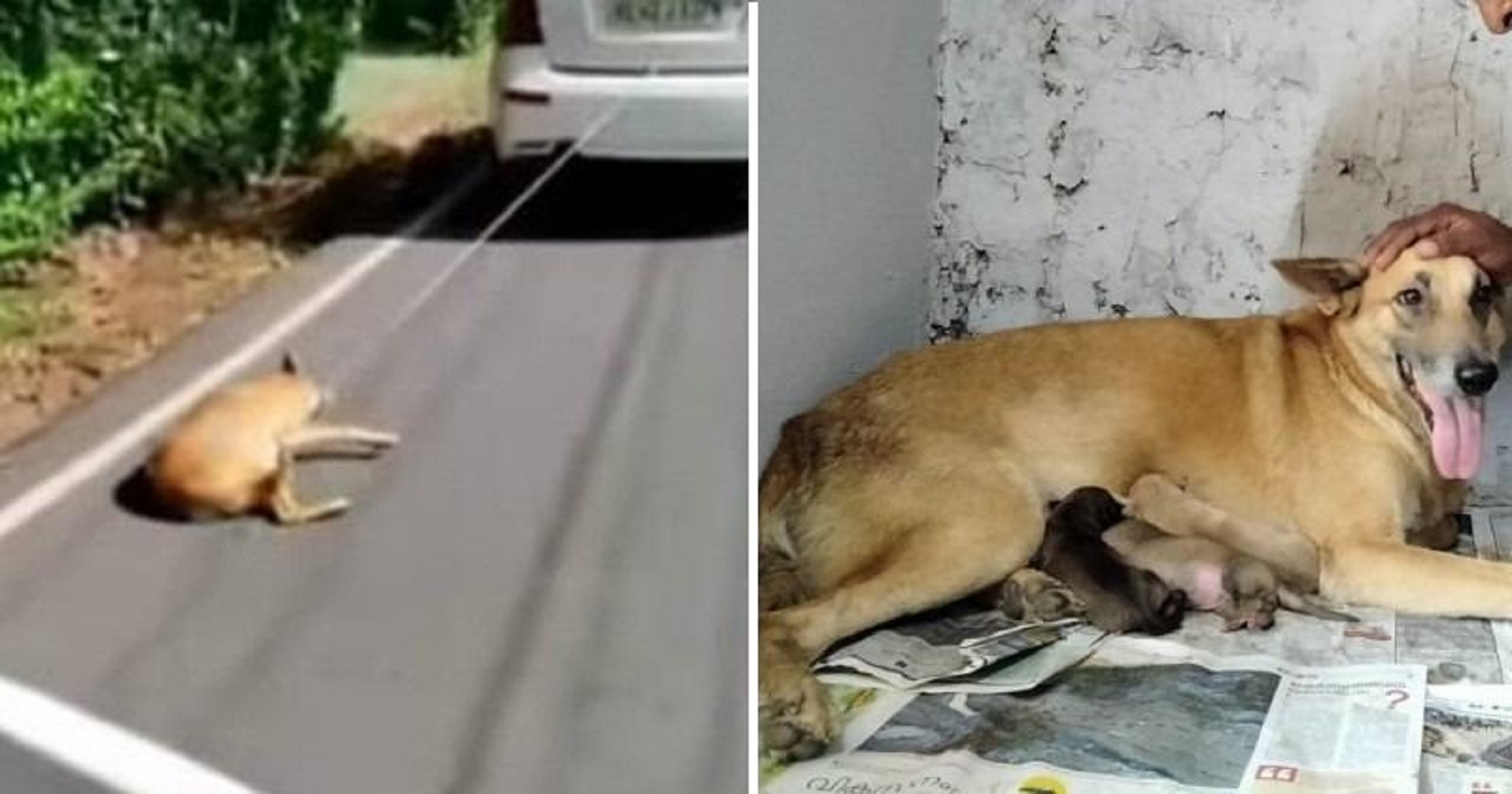 Positive News: Kerala Dog Who Was Dragged Behind A Car Is Now A Happy Mother Of Three