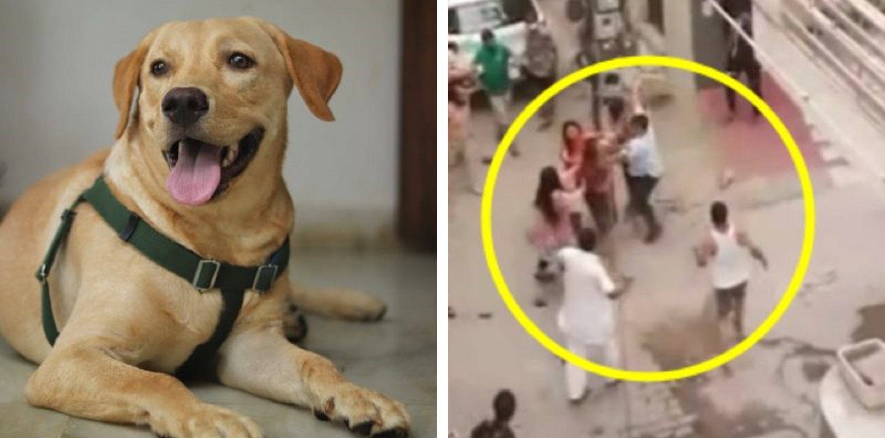 Gurugram: Man Beats His Neighbor For Calling His Pet Dog ‘Kutta’ Not Tommy