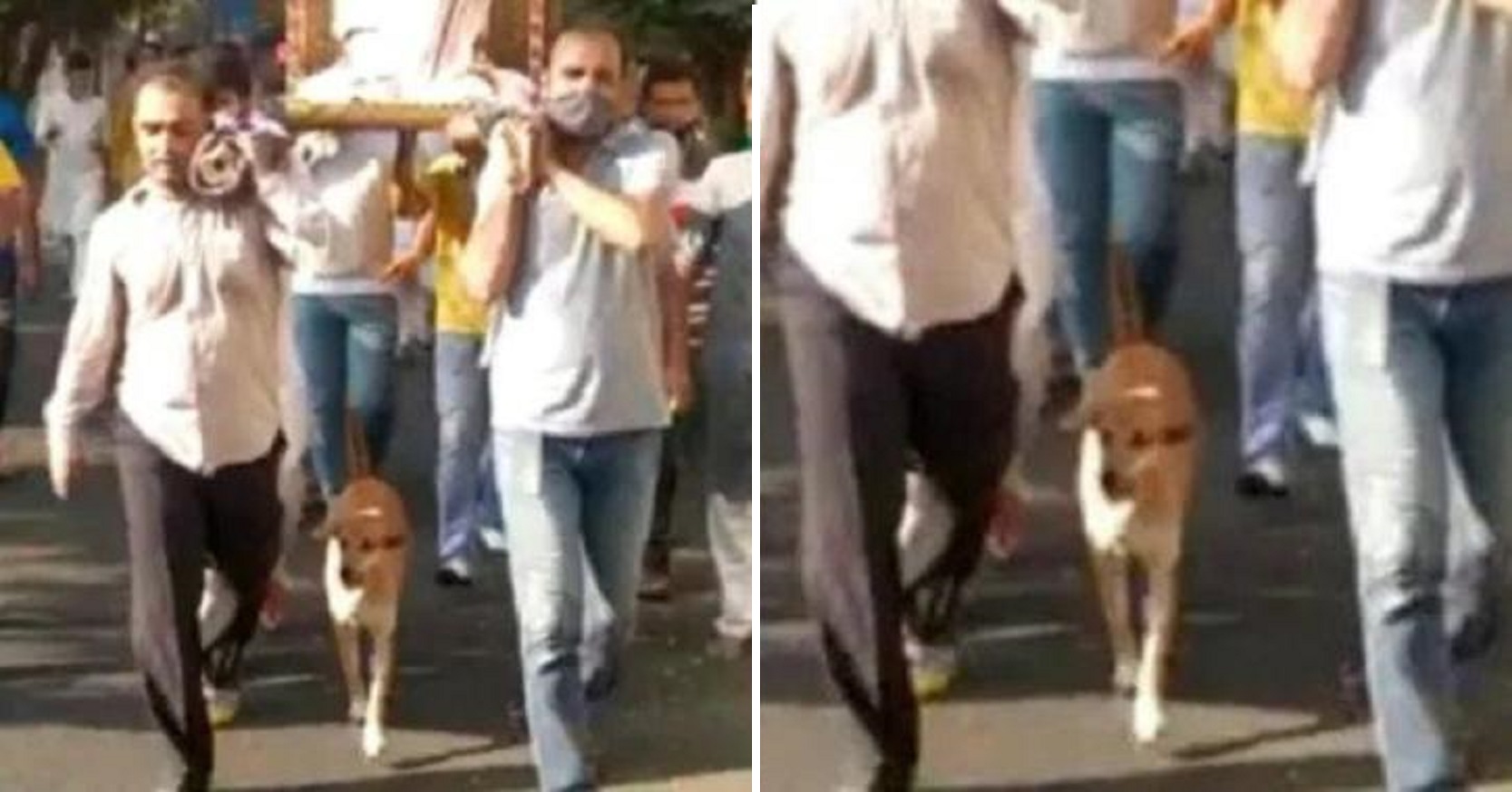 Loyal Dog Walks 5 Km For Funeral Of Sadhvi Who Used To Feed Her