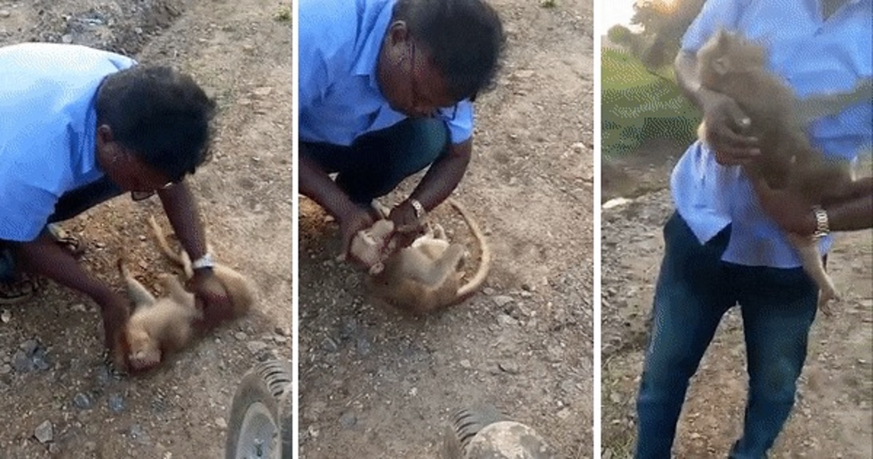 Watch: Emotional Video As Man Performs CPR On Dying Monkey To Save Its Life
