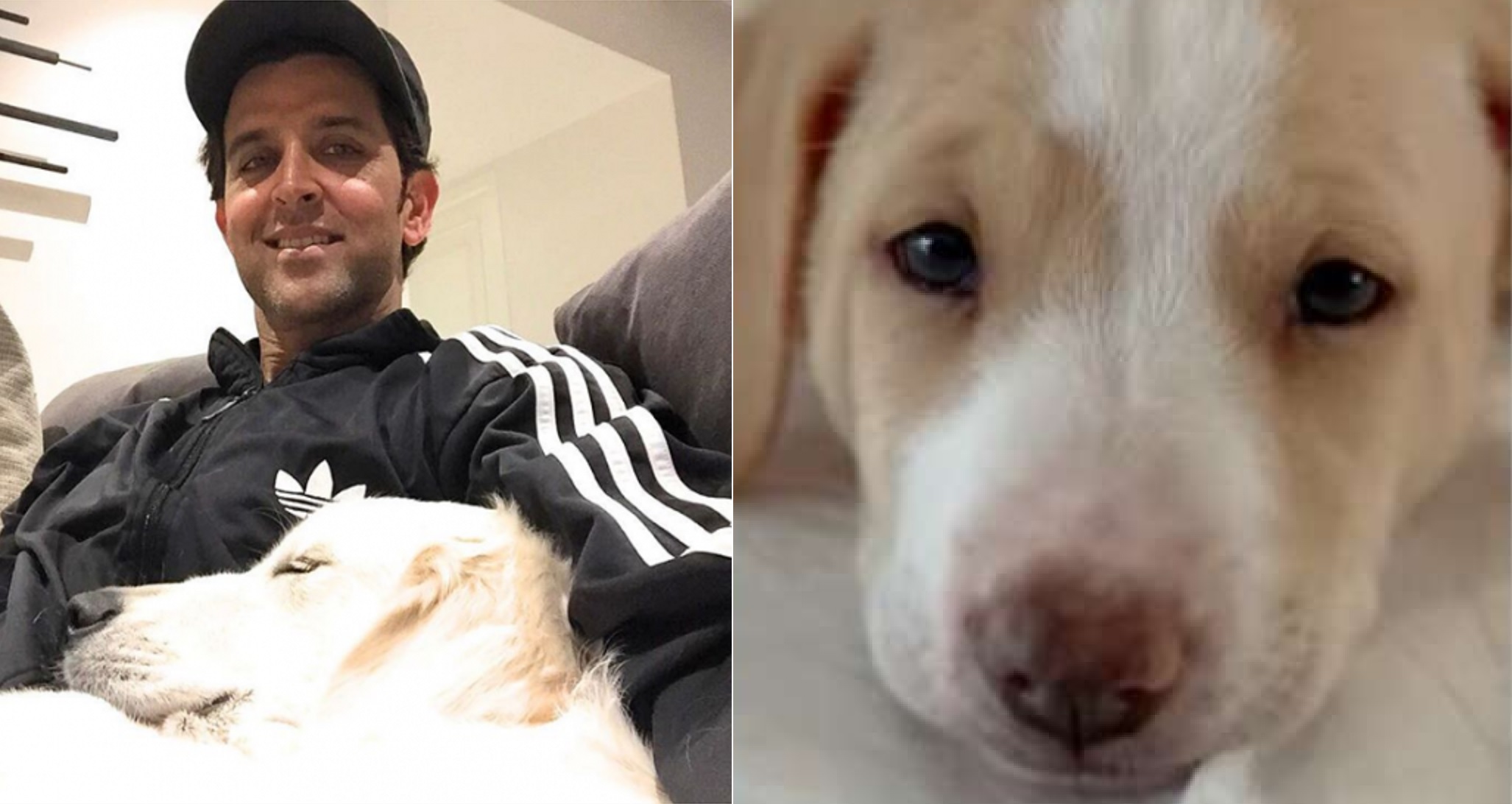 Hrithik Roshan Praised For Adopting A Stray Indie Dog Who Was Found Under A Car