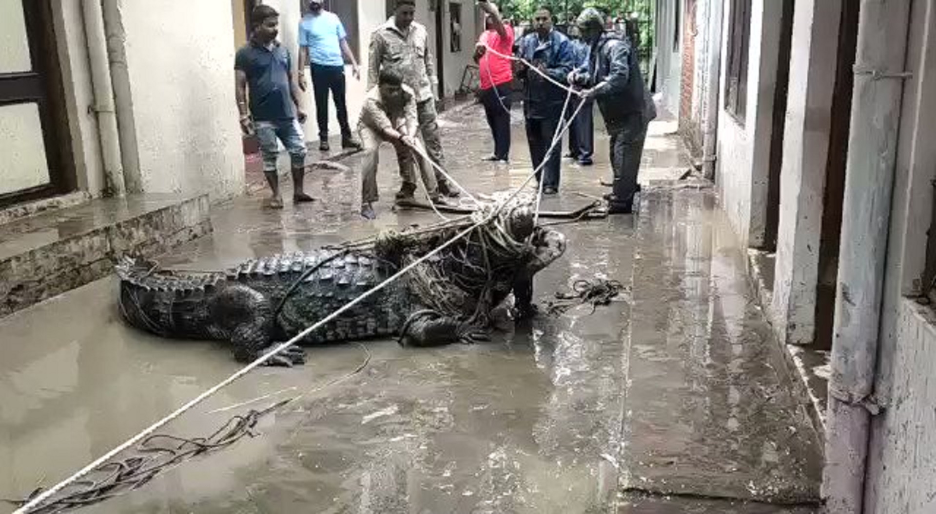 Watch: Massive Crocodile Caught In Residential Area Of UP’s Prayagraj [Shocking Video]