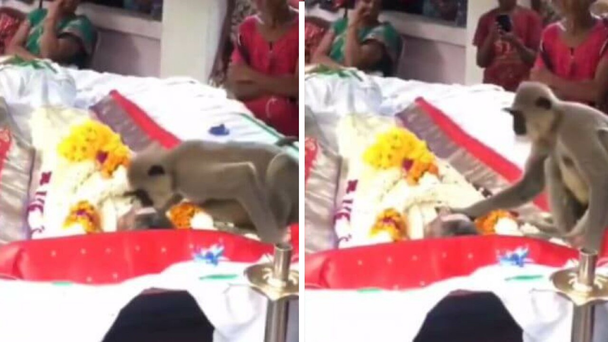 Monkey Shows Up At Funeral Of ‘Human Companion’, Mourns Sitting Beside Body In Viral Video